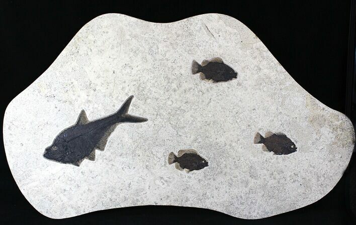 Diplomystus & Priscacara Fossil Fish - Wall Display #22842